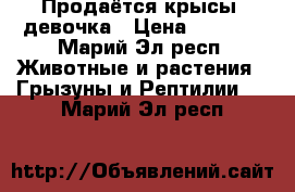 Продаётся крысы, девочка › Цена ­ 1 600 - Марий Эл респ. Животные и растения » Грызуны и Рептилии   . Марий Эл респ.
